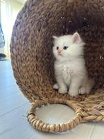 Ragdoll 100% – Langharig, Lief en Speels, Dieren en Toebehoren, Kater