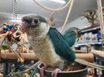 Super lieve Pyrrhura's beschikbaar, Dieren en Toebehoren, Vogels | Parkieten en Papegaaien, Meerdere dieren, Parkiet, Geringd