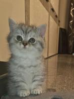 Britse korthaar kittens LAATSTE POESJE, Dieren en Toebehoren, Katten en Kittens | Raskatten | Korthaar, Ontwormd, Meerdere dieren