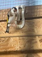 Te koop klein putter pop, Dieren en Toebehoren, Vogels | Overige Vogels, Vrouwelijk, Tropenvogel, Geringd