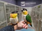 Super tam koppel caiques, Dieren en Toebehoren, Vogels | Parkieten en Papegaaien, Meerdere dieren, Parkiet, Geringd