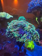 Euphyllia stekken, Dieren en Toebehoren, Vissen | Aquariumvissen, Overige typen