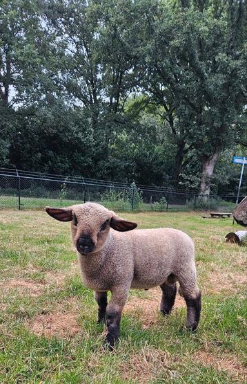 Jonge hampshire down ram beschikbaar voor biedingen
