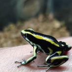 Dendrobates truncatus, onze kwekerij is op afspraak bezoekba, Dieren en Toebehoren, Reptielen en Amfibieën, Amfibie, 0 tot 2 jaar