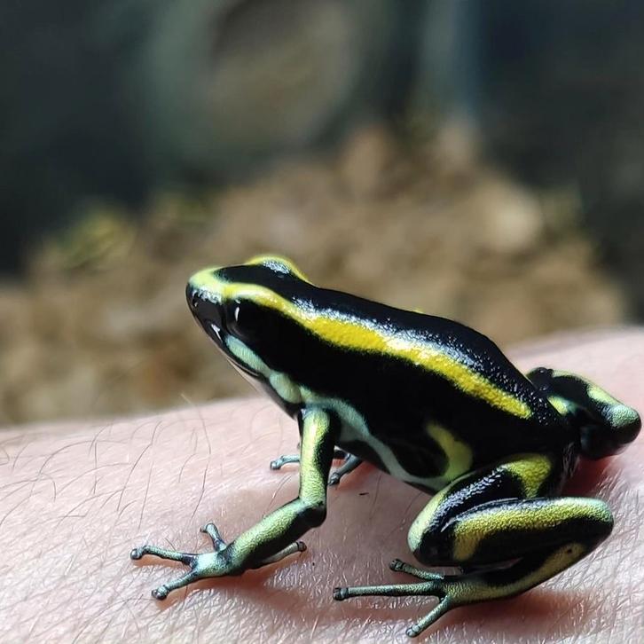 Dendrobates truncatus, onze kwekerij is op afspraak bezoekba, Dieren en Toebehoren, Reptielen en Amfibieën, Amfibie, 0 tot 2 jaar