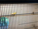 Kanarieman te koop, Dieren en Toebehoren, Vogels | Kanaries, Mannelijk, Kleurkanarie
