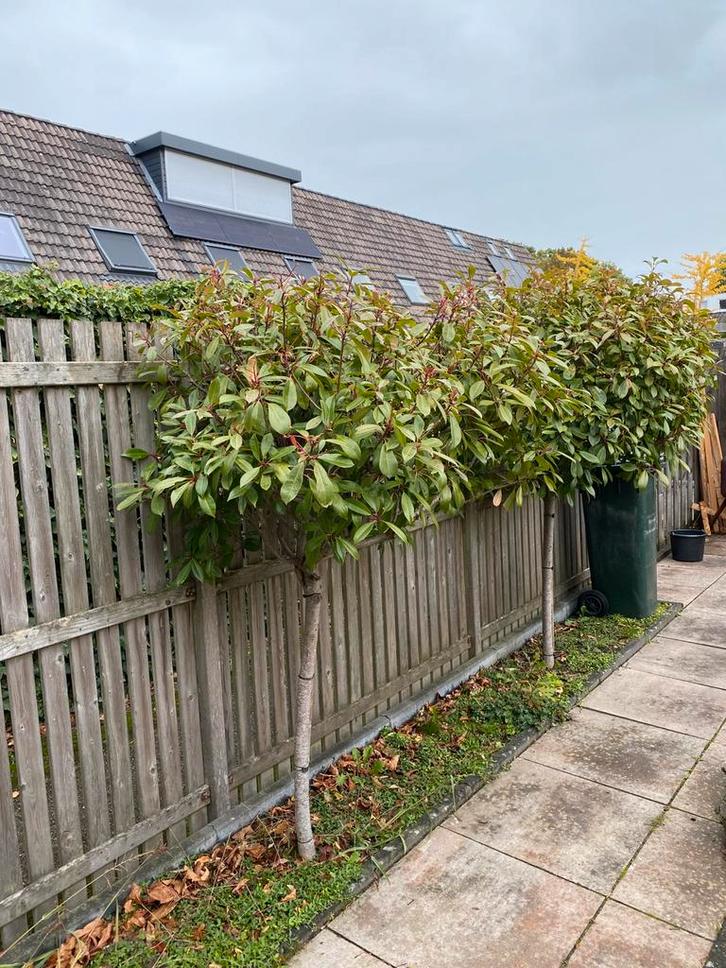 Glansmispel (Photinia), Tuin en Terras, Planten | Bomen, Overige soorten, 100 tot 250 cm, Volle zon, Lente, Ophalen