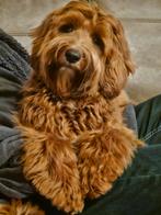Australian labradoodle pup, Dieren en Toebehoren, Honden | Niet-rashonden, Rabiës (hondsdolheid), Meerdere, Klein, 8 tot 15 weken