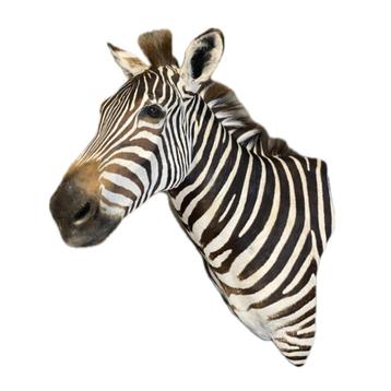 PRACHTIGE ZEBRA TROFEE TE KOOP!!!