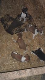 Te koop: Boerenfox pups, Particulier, Meerdere, 8 tot 15 weken, Meerdere dieren