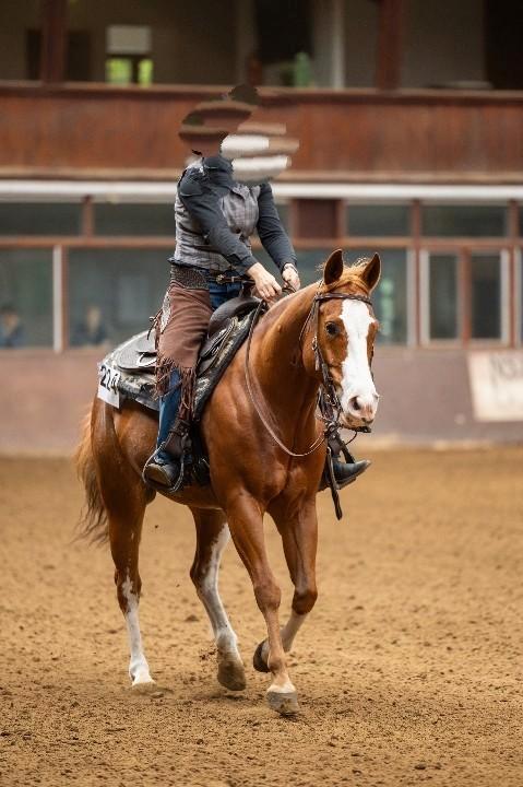 Super brave Quarter Ruin te koop, Dieren en Toebehoren, Paarden, Ruin, Minder dan 160 cm, 7 tot 10 jaar, Westernpaard, Met stamboom