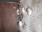 Jonge Chinezen dwerg kwartels, Dieren en Toebehoren, Vogels | Kanaries, Meerdere dieren, Kleurkanarie