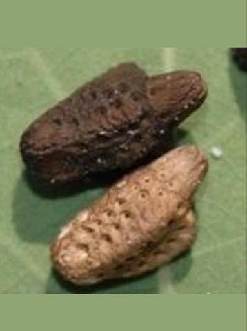 Eitjes wandelend blad de PSG 72 (Phyllium giganteum) beschikbaar voor biedingen