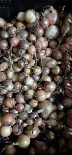 🌰  BIO UIEN NIEUWE OOGST, Ophalen of Verzenden