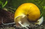 Gele appelslakken 10 x, Dieren en Toebehoren, Slak of Weekdier, Zoetwatervis