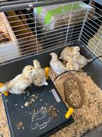 Duitse sundheimers, Meerdere dieren, Kip