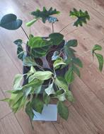 Kamerplantenbox, Ophalen, Overige soorten, Minder dan 100 cm