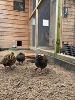 Roodkeelbospatrijs, Dieren en Toebehoren, Vogels | Overige Vogels, Meerdere dieren, Tropenvogel