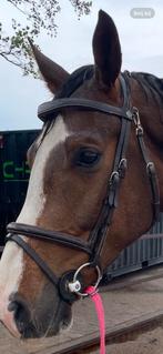 Dyon hoofdstel, Dieren en Toebehoren, Paarden en Pony's | Hoofdstellen en Tuigage, Ophalen of Verzenden, Zo goed als nieuw