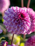 Dahlia knollen ~ unique ball & cactus soorten, Tuin en Terras, Bloembollen en Zaden, Ophalen of Verzenden, Voorjaar, Volle zon