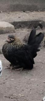 Mooi zwart Serama hen, Dieren en Toebehoren, Pluimvee, Vrouwelijk, Kip