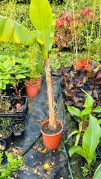 Musa basjoo  in pot, Ophalen, Vaste plant, Overige soorten, Volle zon