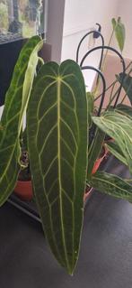 Anthurium Warosqueanum, Huis en Inrichting, Kamerplanten, Ophalen of Verzenden, Halfschaduw, Minder dan 100 cm