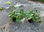 Vrouwenmantel/ Alchemilla vulgaris, Ophalen