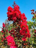 Lagerstroemia indica Dynamite / rode bloemen / hoogstam  ‼️, Zomer, 400 cm of meer, Ophalen, Volle zon