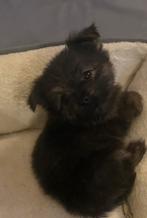 Unieke super combi yorkshire biewer x pomeriaan, Overige rassen, 8 tot 15 weken, Parvo, Meerdere dieren