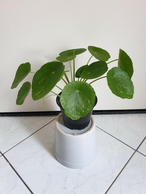 Pilea Sugar Pannenkoekenplant Jonge Plant, Huis en Inrichting, Kamerplanten, Overige soorten, Minder dan 100 cm, Ophalen of Verzenden