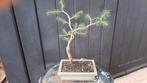 Bonsai Picea Glauca Conica, Halfschaduw, Overige soorten, Minder dan 100 cm, Ophalen