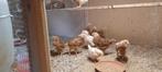 Haantjes van legkippen., Dieren en Toebehoren, Pluimvee, Mannelijk, Kip