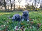 Blauwe / wolfsgrijze hollandse keeshonden pups, Keeshond, Reu, 8 tot 15 weken, CDV (hondenziekte)