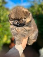 Pomeriaan/pomeranian reutje oranje sable, Dieren en Toebehoren, Honden | Poolhonden, Keeshonden en Oertypen, Keeshond, Reu, CDV (hondenziekte)