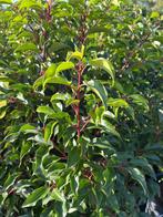 Prunus Brenelia (Portugese soort rood), Ophalen, Laurier, Struik, 100 tot 250 cm
