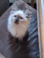 Zeer mooie lieve ragdoll kittens., Dieren en Toebehoren, Katten en Kittens | Raskatten | Langhaar, Meerdere dieren