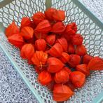 Gedroogde physalis (lampion), Ophalen of Verzenden, Nieuw