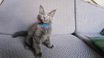 Maine coon kittens blue, Dieren en Toebehoren, Katten en Kittens | Raskatten | Langhaar, Meerdere dieren, Gechipt, 0 tot 2 jaar