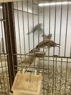 Bandvinken koppel, Dieren en Toebehoren, Meerdere dieren