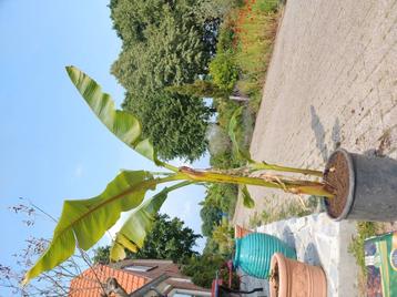 Musa Basjoo mooie winterharde banaan beschikbaar voor biedingen