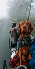 Kentucky hondenjas maat L, Dieren en Toebehoren, Ophalen of Verzenden, Zo goed als nieuw, Hondenjas