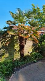 Grote Chinese Palmboom, 100 tot 250 cm, Zomer, Palmboom, Ophalen