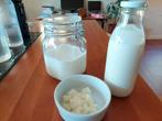 Korrels voor melkkefir, Diversen, Levensmiddelen, Ophalen