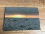 Foto canvas schilderij van dolfijnen, Minder dan 50 cm, Nieuw, Ophalen of Verzenden, Schilderij