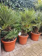 Europese dwergpalm 140 hoog stam 25cm, Ophalen, Overige soorten, Volle zon