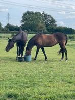 Te huur weiland weide gras grasland wei haelen met stallen, Dieren en Toebehoren
