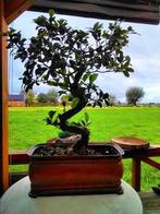 Bonsai in Koperen Pot Jardeniere, Ophalen, Bloeit niet, Overige soorten, Halfschaduw