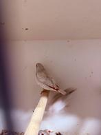 Zilvere diamant vinken, Meerdere dieren, Geringd