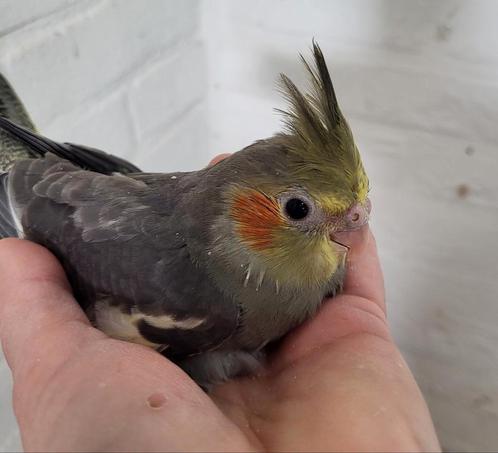 Jonge handtamme wildkleur valkparkieten, Dieren en Toebehoren, Vogels | Parkieten en Papegaaien, Parkiet, Geslacht onbekend, Geringd